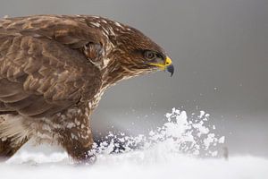 Buizerd lopend door de sneeuw