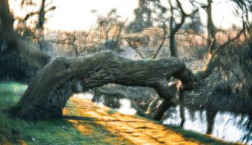 dream tree van Wim de Vos