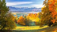 Herbst über Murnauer Moos mit Blick auf Zugspitze