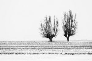 Des arbres dans la neige sur Nynke Altenburg