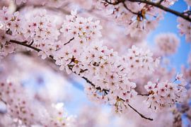 Pink blossom by Eva Bos