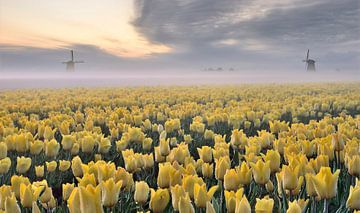 Tulpenveld Schermerhorn van John Leeninga