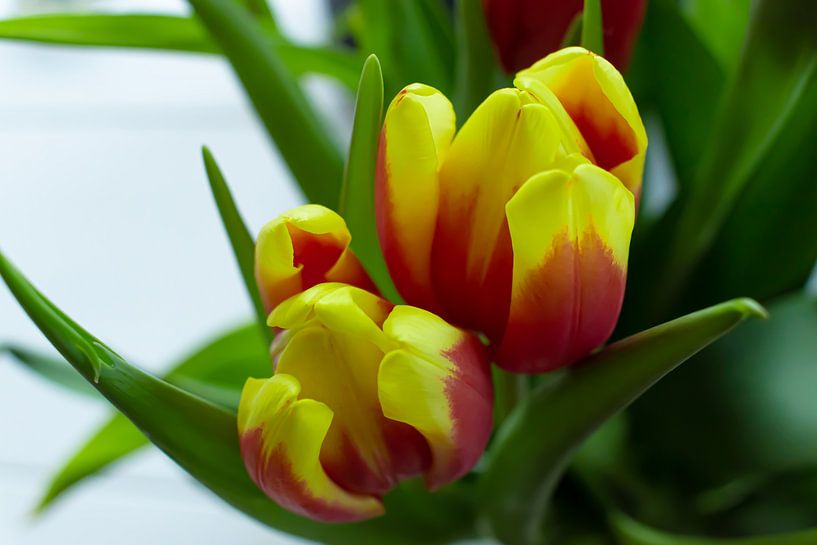 Cheerful tulips by Deckfish Pictures