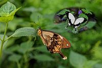 Afrika Schwalbenschwanz Schmetterling