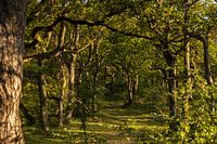 Fairytale Forest