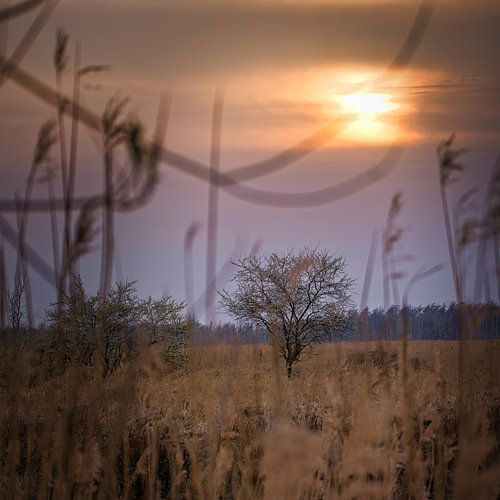 Bomen en riet in het roze en oranje zonlicht. Romantische sfeer.
