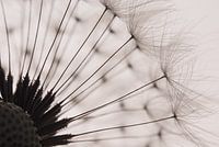 The fluff of a dandelion with backlighting