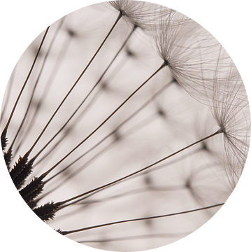 De pluisjes van een paardenbloem met tegenlicht van Marjolijn van den Berg