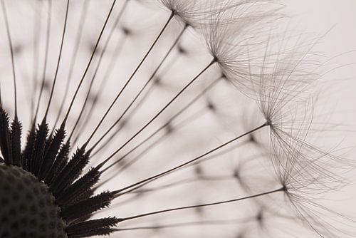 De pluisjes van een paardenbloem met tegenlicht