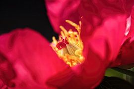 Pfingstrose von Rob Boon