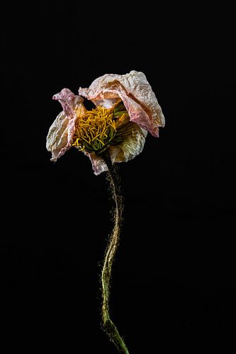 Mooie opgedroogde bloem als stilleven
