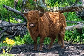 Scottish Highlander on Tiengemeten by Merijn Loch