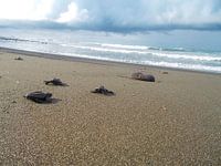 Schildpadden in Costa Rica