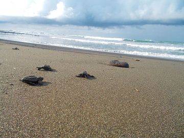 Schildpadden in Costa Rica by Maartje Abrahams