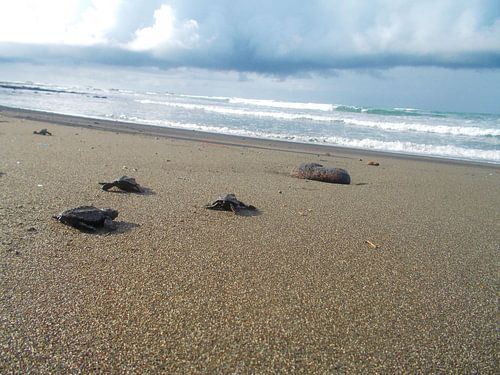 Schildpadden in Costa Rica
