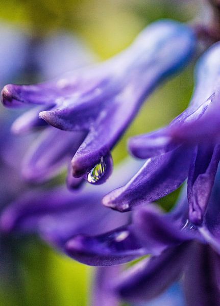 Flowers after the rain by Yannai van der Werff