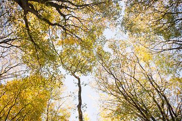 Boomkruinen met fraaie gekleurde herfstbladeren tegen een blauwe lucht van Birgitte Bergman