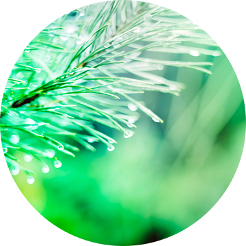 Een twijg van een spar, vol met waterdruppels, abstract uitgevoerd met groene en lichtblauwe kleuren