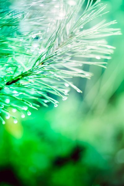 Een twijg van een spar, vol met waterdruppels, abstract uitgevoerd met groene en lichtblauwe kleuren van Robert Wiggers