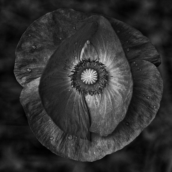 Mohnblüte von Christine Bässler