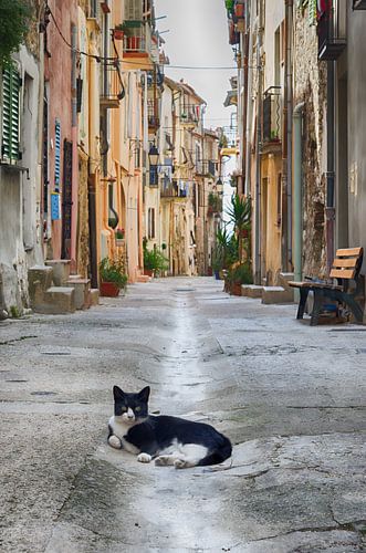 Cat guarding the street