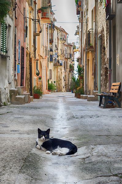 Katze bewacht die Straße von Mark Bolijn