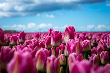 Tulpen by Evelien Stijf