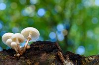 White cap