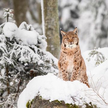 Lynx in de sneeuw II van Daniela Beyer