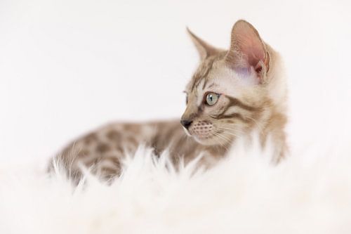 Chaton bengali