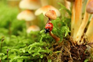 Lucky beetle 41