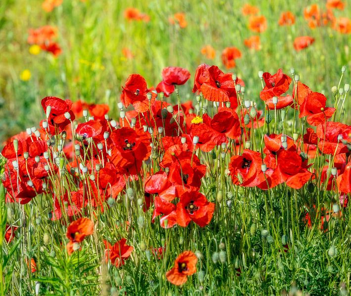 A field full of red poppies by ManfredFotos