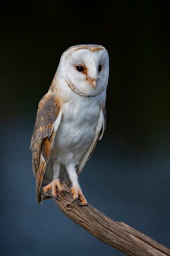 Barn owl, Tyto alba