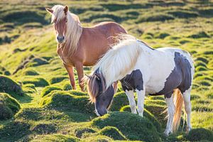 IJslanders, kleurrijke bonte IJslandse paarden op IJsland van Lynxs Photography