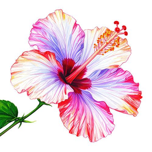 Hibiscusbloem uit serie A 01A