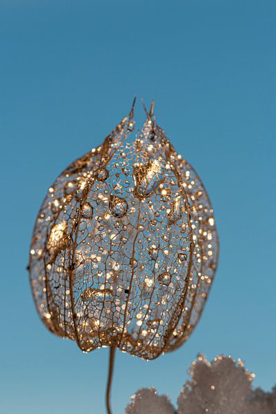 Physalis hull by Thomas Heitz
