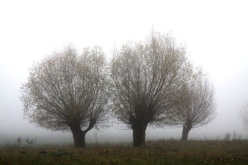 Willow trees in the mist