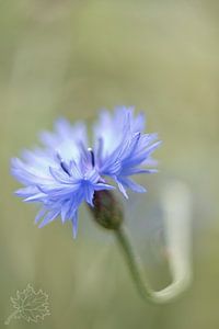 Korenbloem