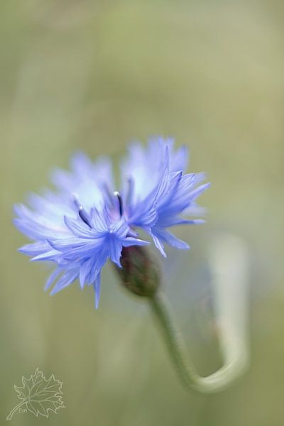 Korenbloem by Esther Bakker-van Aalderen