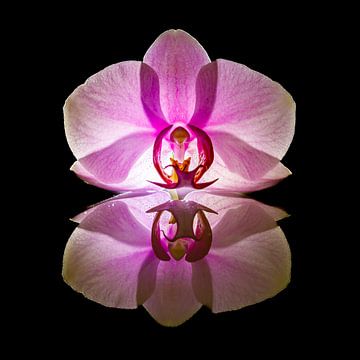 Orchidee van Roland Brack
