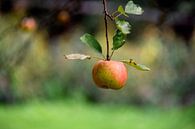 Apfel von Wiltrud Schwantz Miniaturansicht