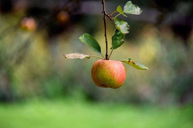 Apfel von Wiltrud Schwantz