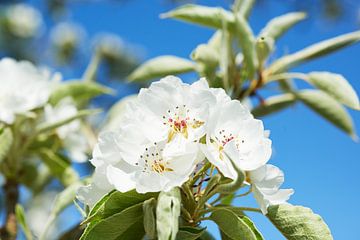 Pear blossom in spring by Fred Roest