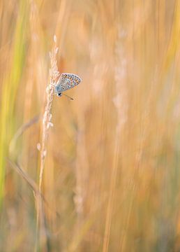 Enjoy nature by Remco loeffen