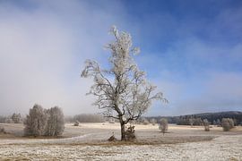Laatste restjes mist en rijp in Irndorfer Hardt - Natuurpark Boven-Donau van BlattArt - Christine Horn