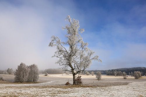 Letzte Nebelreste und Raureif im Irndorfer Hardt - Naturpark obere Donau von BlattArt - Christine Horn