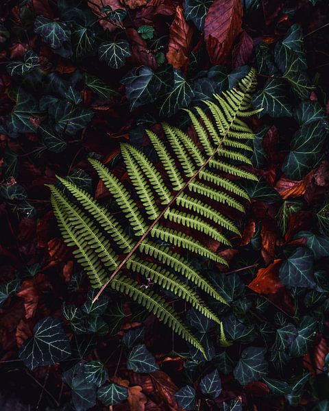 Jungle Fever by Joris Machholz