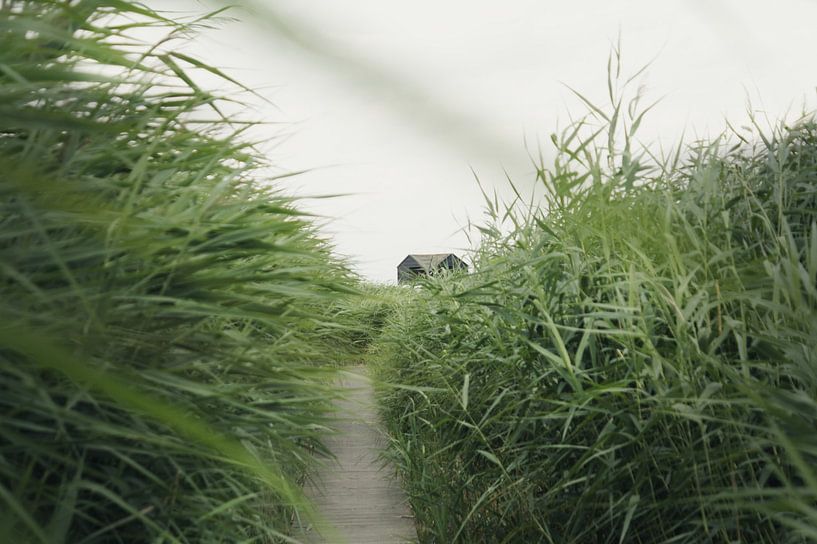 Der Weg durch die Vegetation von Lisa Bouwman