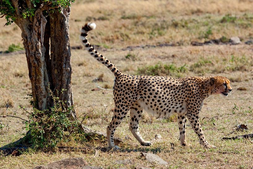Cheetah markeert territorium van Peter Michel