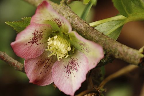 Kerstroos of Helleborus Niger